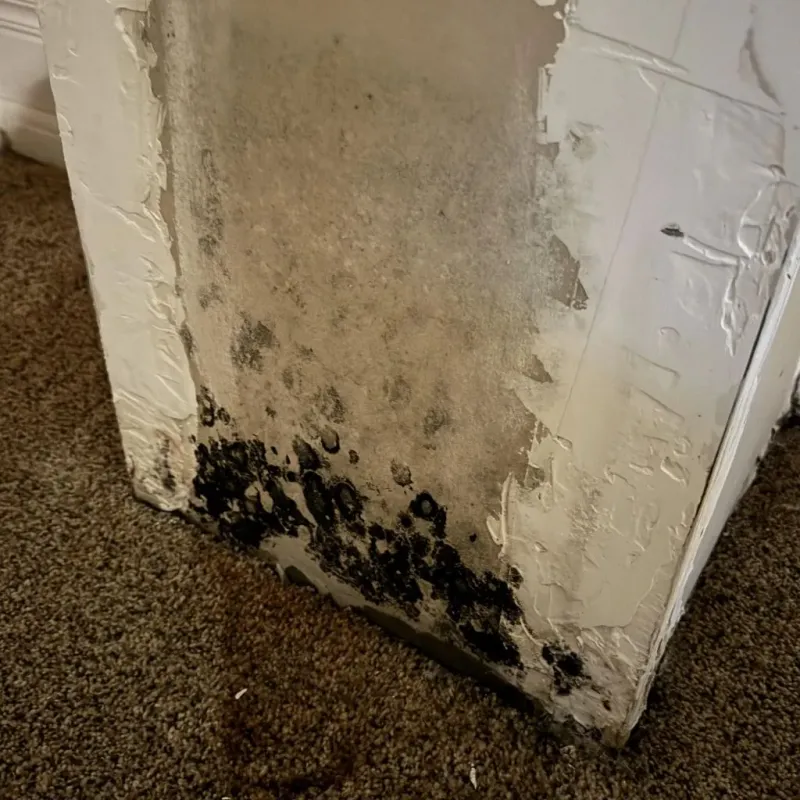 Professional Mold Removal in Lone Star, TX